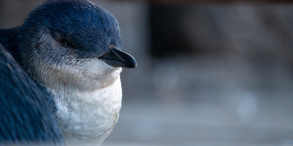 Best times to see the St Kilda Penguins Best times to see the St Kilda Penguins
